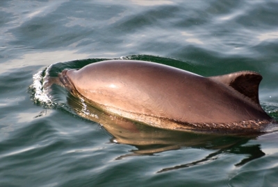 Międzynarodowa Komisja Wielorybnictwa popiera ochronę bałtyckich morświn...